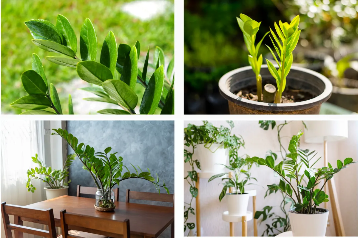 Biểu tượng của sự may mắn và thịnh vượng