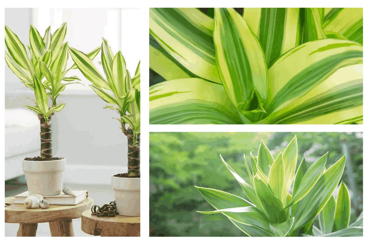 Một số hình ảnh của cây Phát Tài