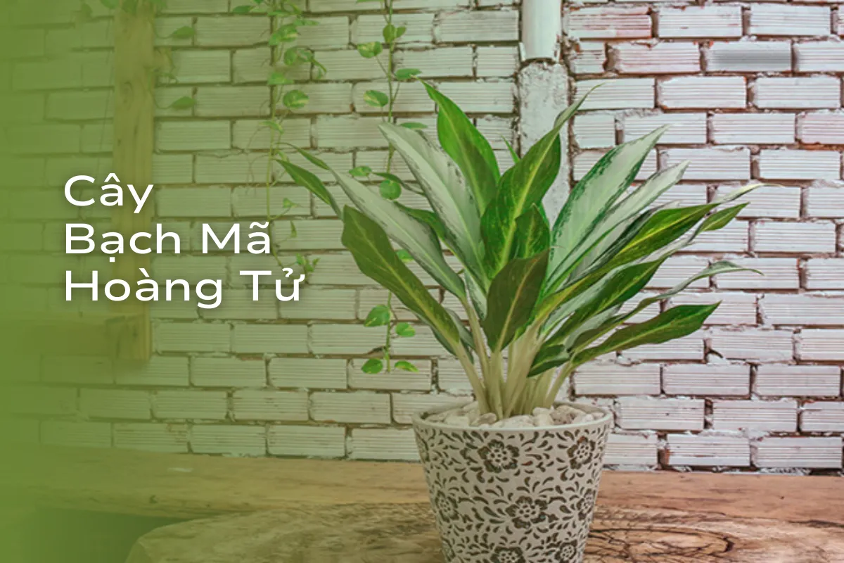 Lựa chọn may mắn và tài lộc