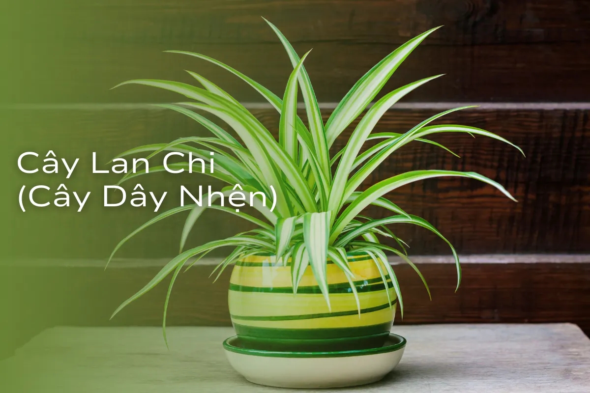 Lựa chọn may mắn và tài lộc 2