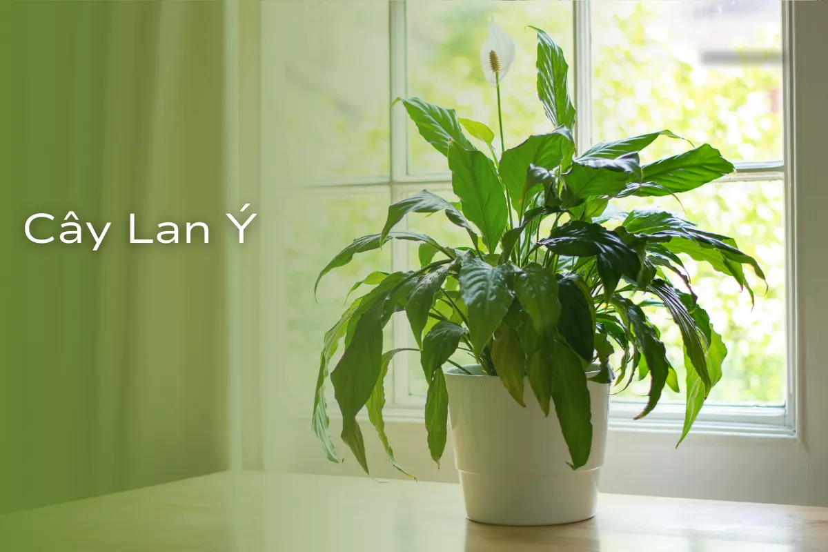 Lựa chọn may mắn và tài lộc