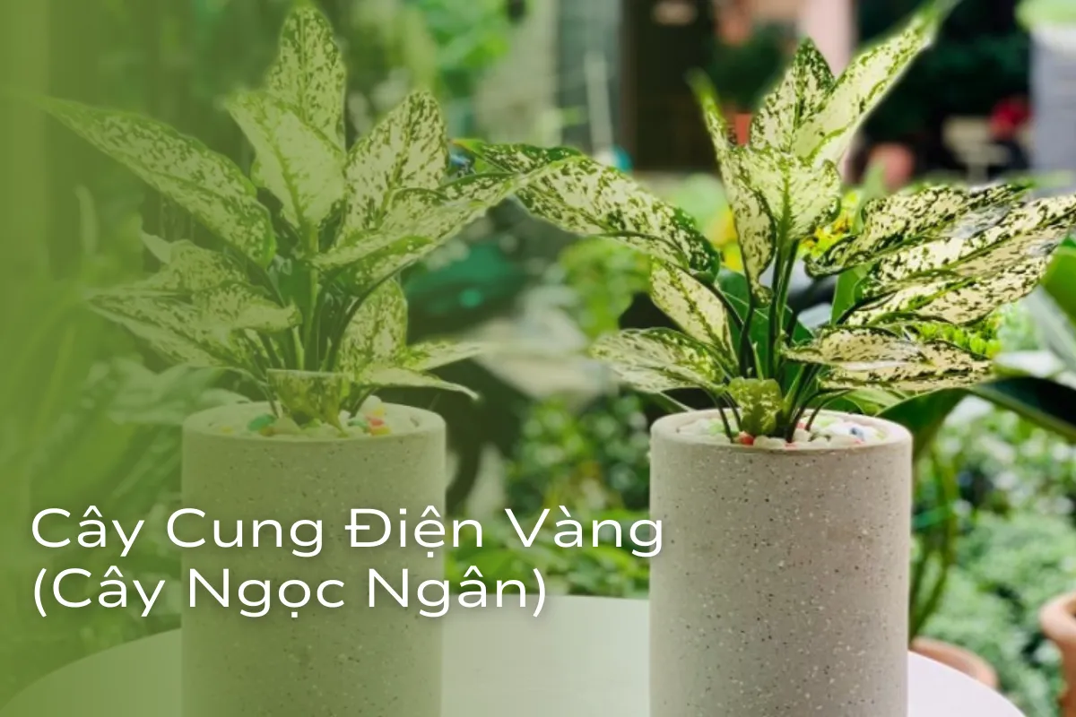 Cây Phong Thủy Hợp Mệnh Kim Lựa chọn may mắn và tài lộc 5