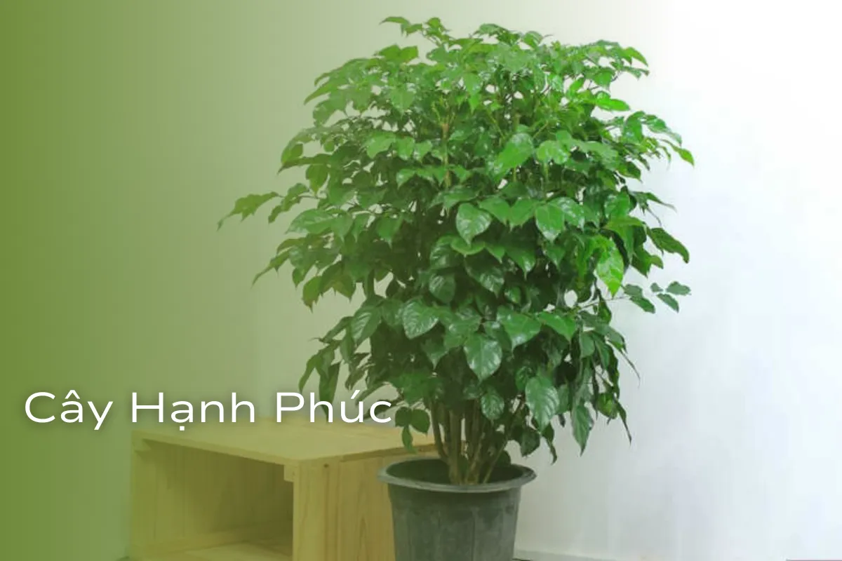 Cây Phong Thủy Hợp Mệnh Kim Lựa chọn may mắn và tài lộc 5