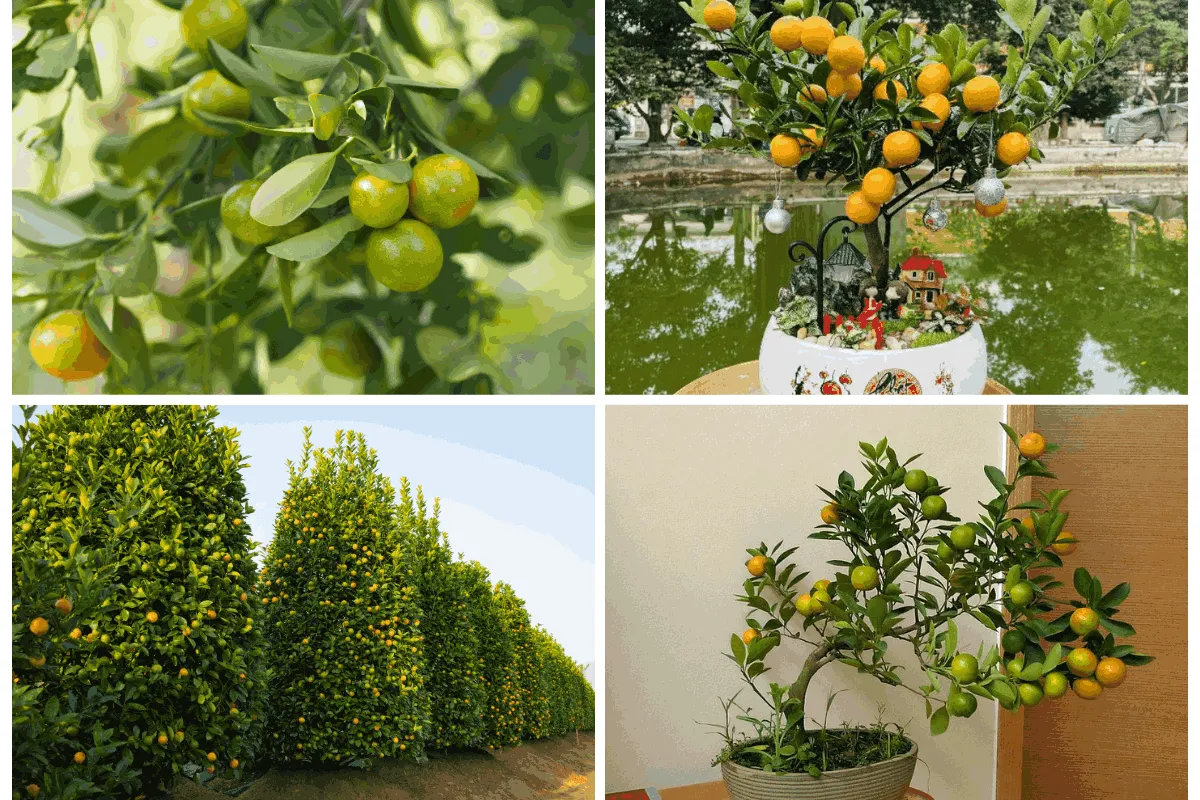 Một số hình ảnh của cây Tắc trong dịp Tết