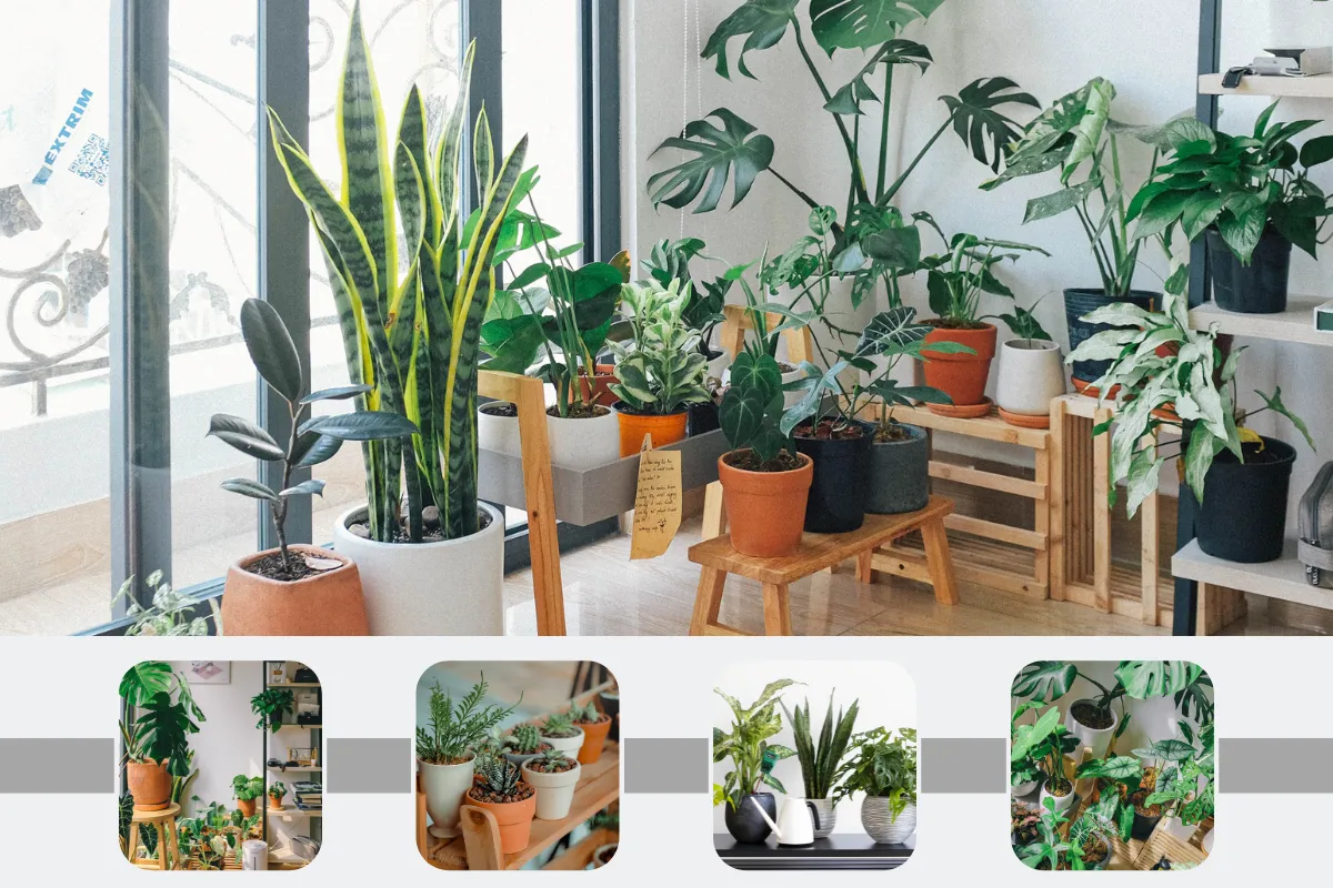 Cây xanh là một phương pháp hữu hiệu để cải thiện chất lượng cuộc sống hàng ngày