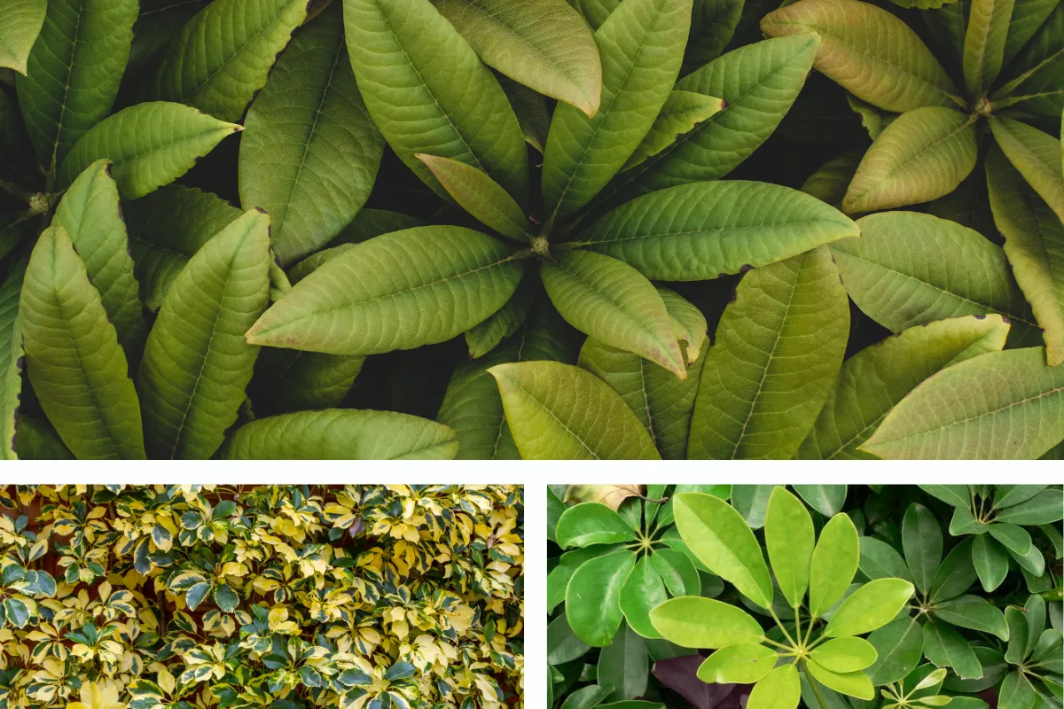 Một số lưu ý khi trồng