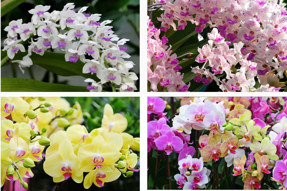 Một vài ý nghĩa đặc biệt về Hoa Lan mà không phải ai cũng biết