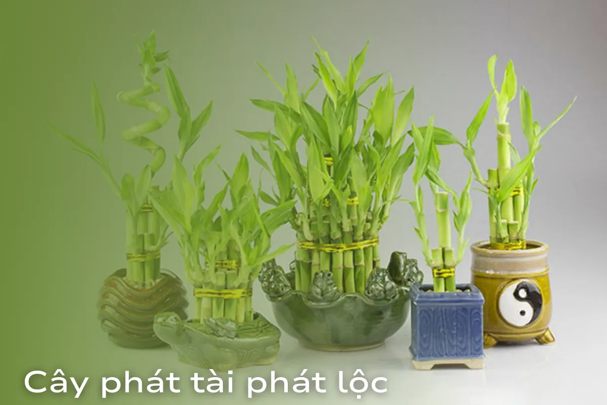 sự kỳ diệu của tự nhiên trong ngôi nhà bạn