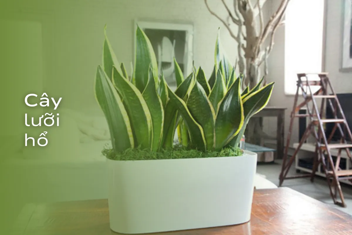Top 4 loài Cây Hiếm Ra Hoa sự kỳ diệu của tự nhiên trong ngôi nhà bạn