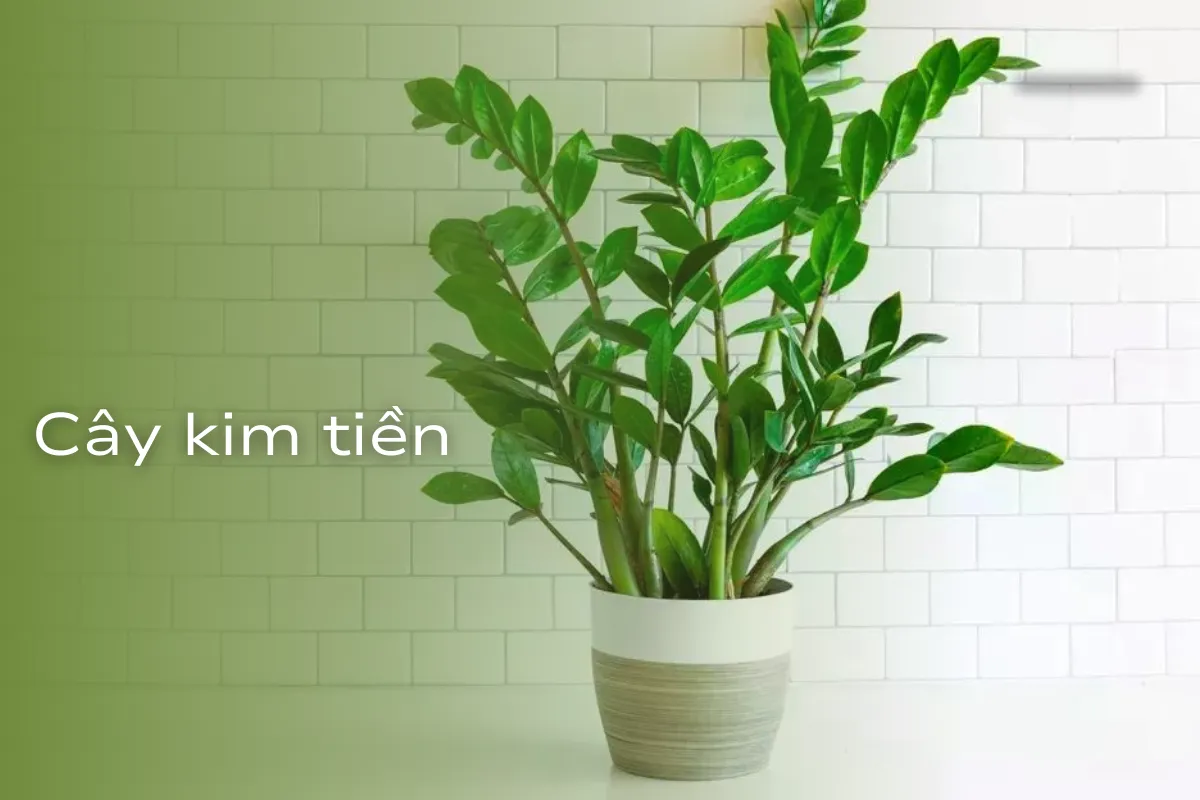sự kỳ diệu của tự nhiên trong ngôi nhà bạn