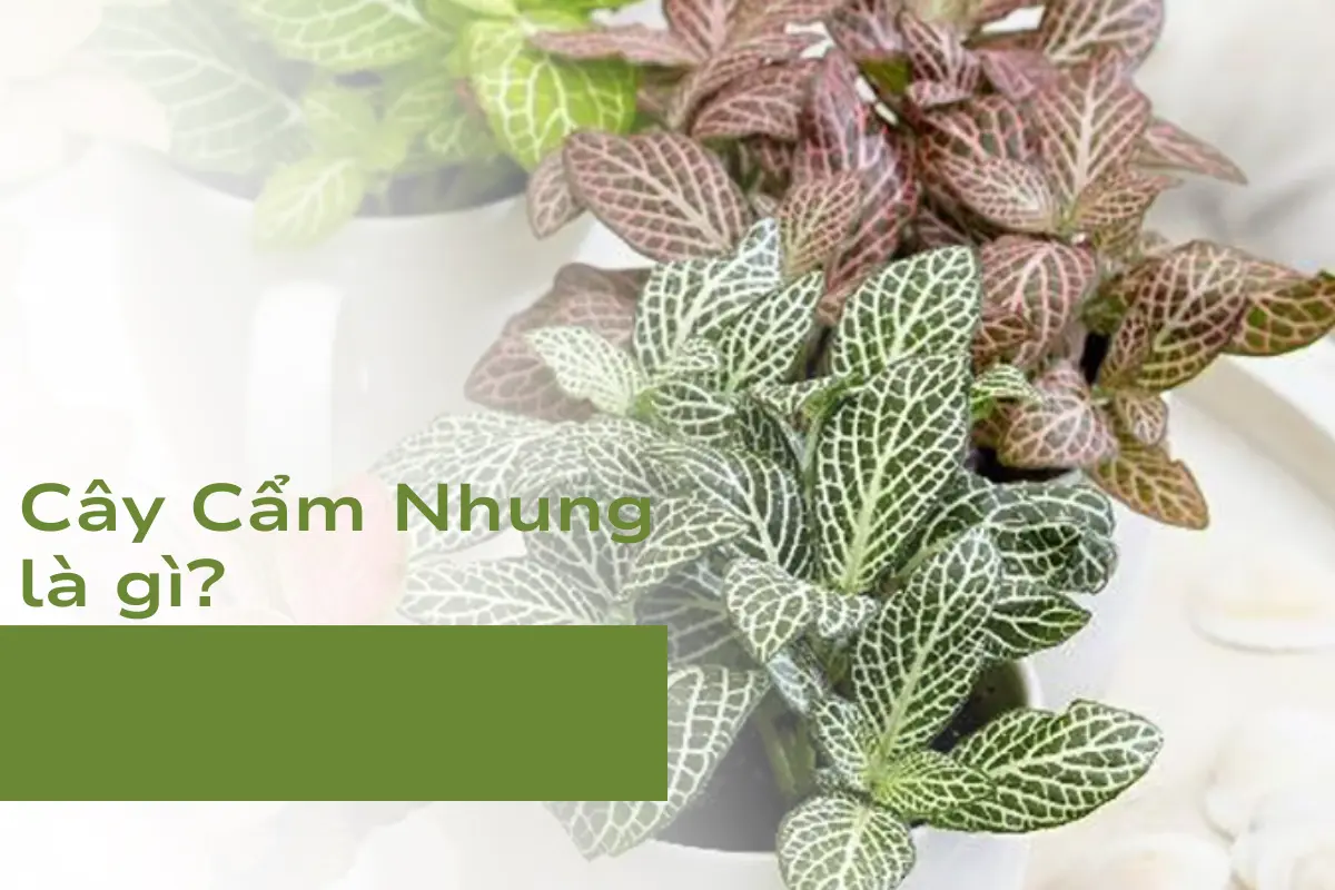 Cây Cẩm Nhung là gì?