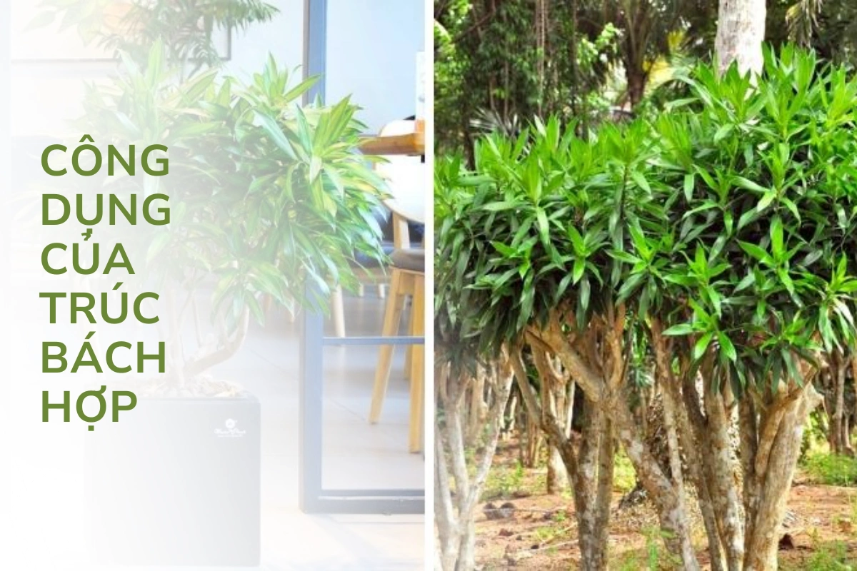 Loài cây này được ứng dụng rộng rãi