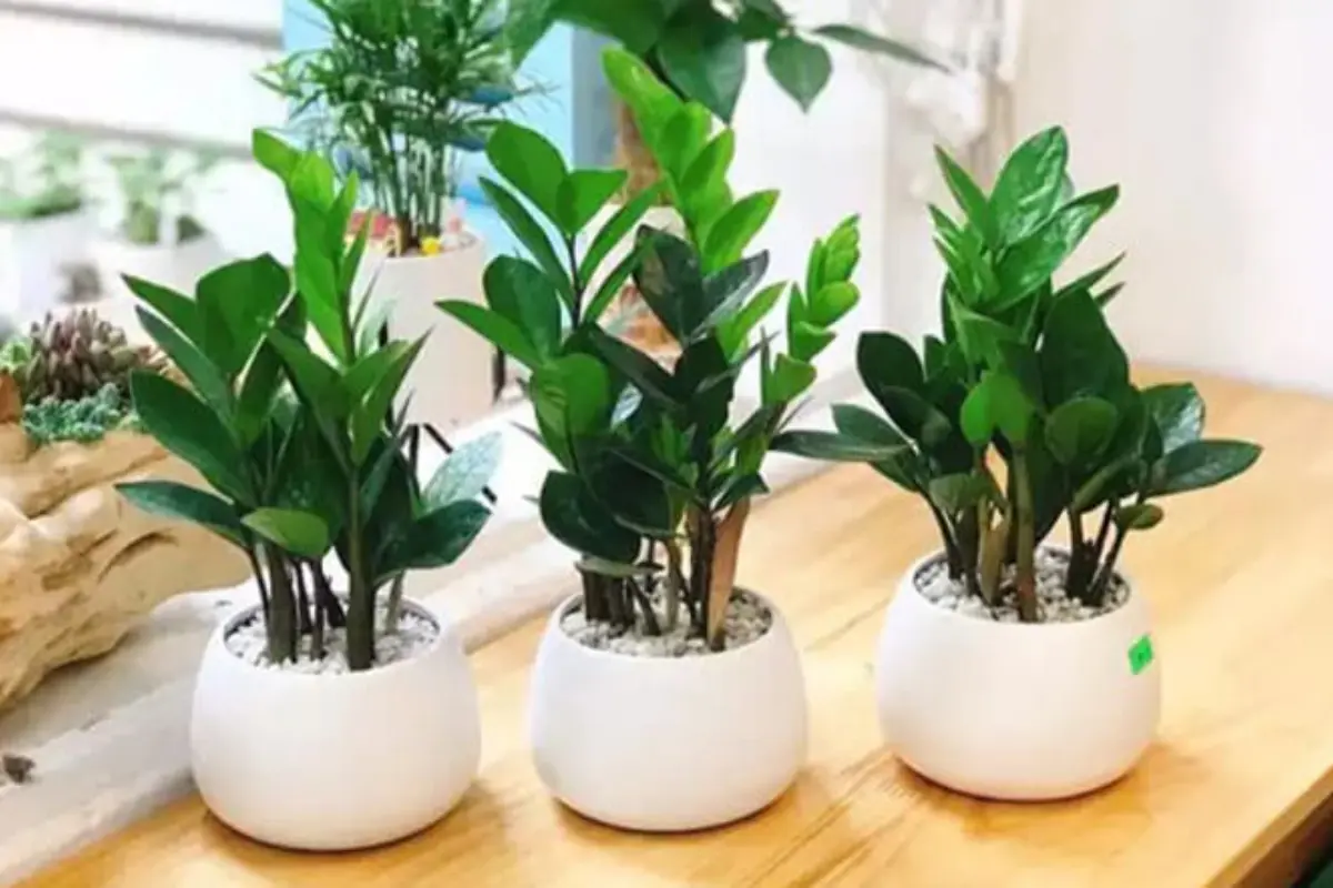 Cây cảnh phong thủy theo tuổi