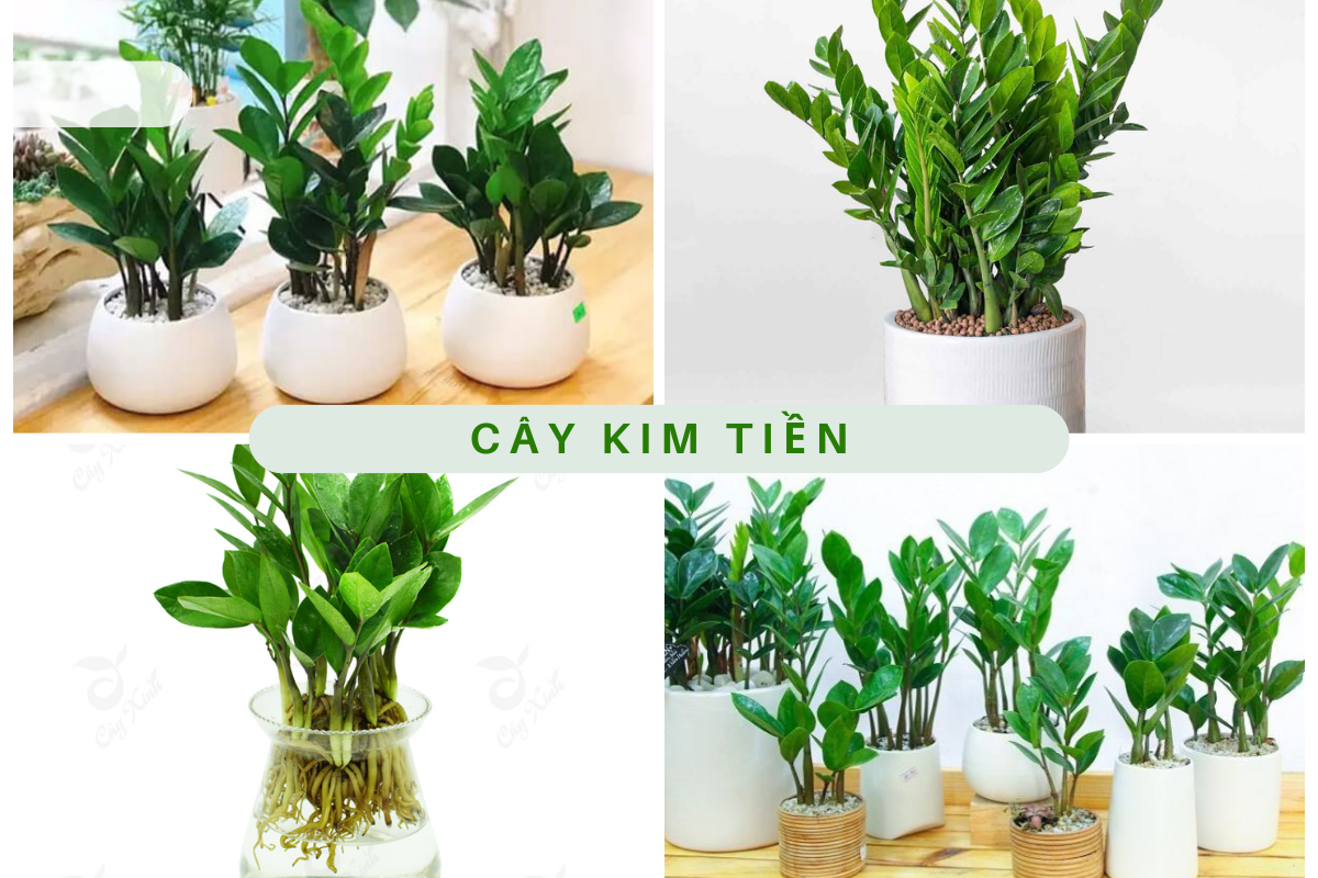 Cây Kim Tiền (Zamioculcas zamiifolia): Sự thật thú vị 2024