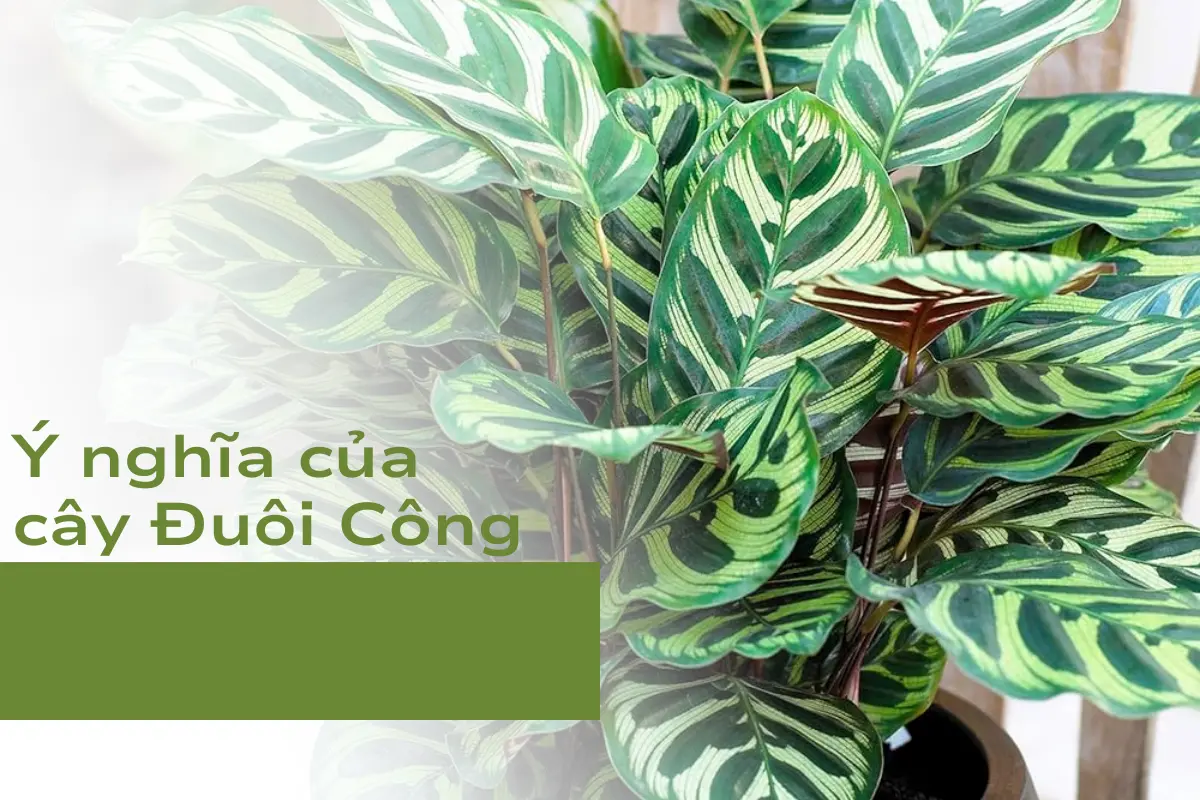 Ý nghĩa của cây Đuôi Công