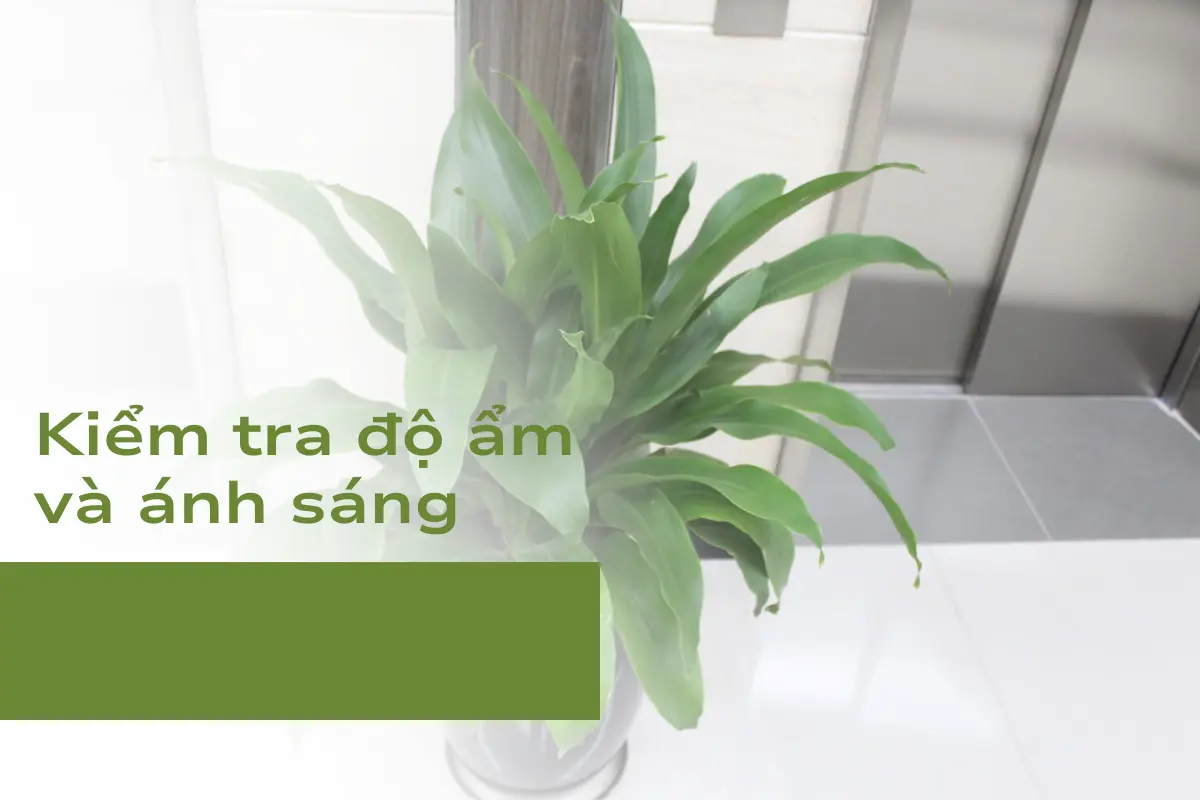 Kiểm tra độ ẩm và ánh sáng