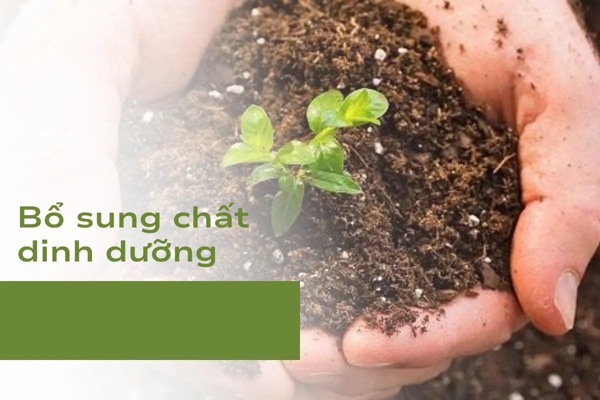 Bổ sung chất dinh dưỡng cần thiết cho cây