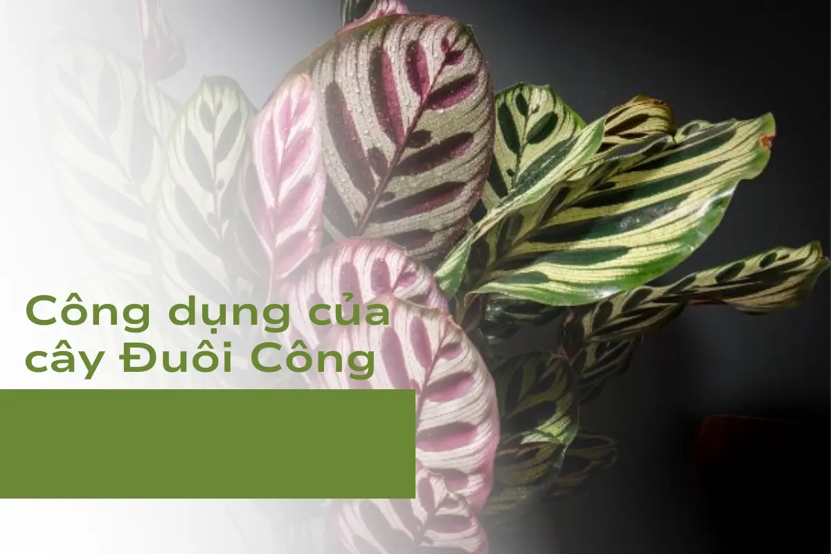 Công dụng của cây Đuôi Công
