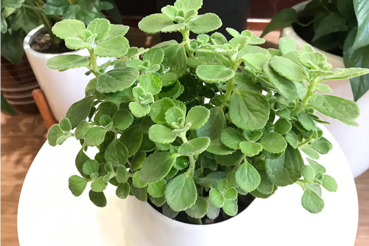 Cây nhất mạt hương