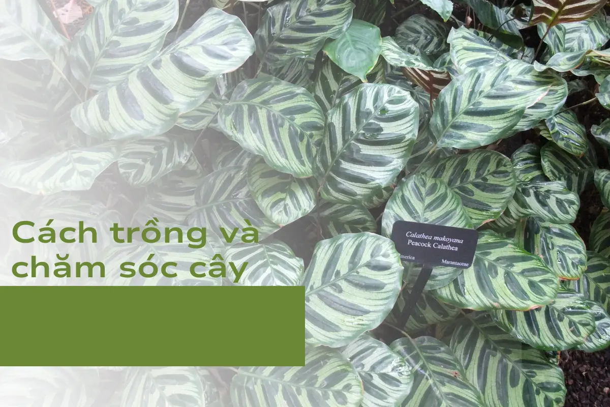 Cách trồng và chăm sóc cây
