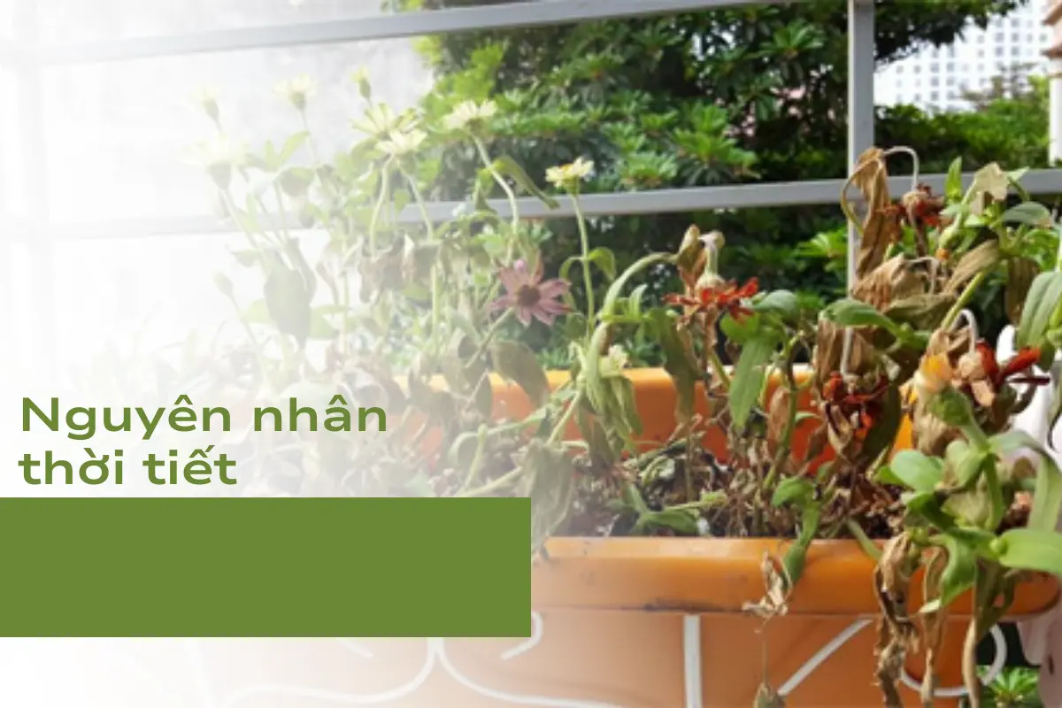 Thời tiết thay đổi thất thường là nguyên nhân khiến cây bị sốc