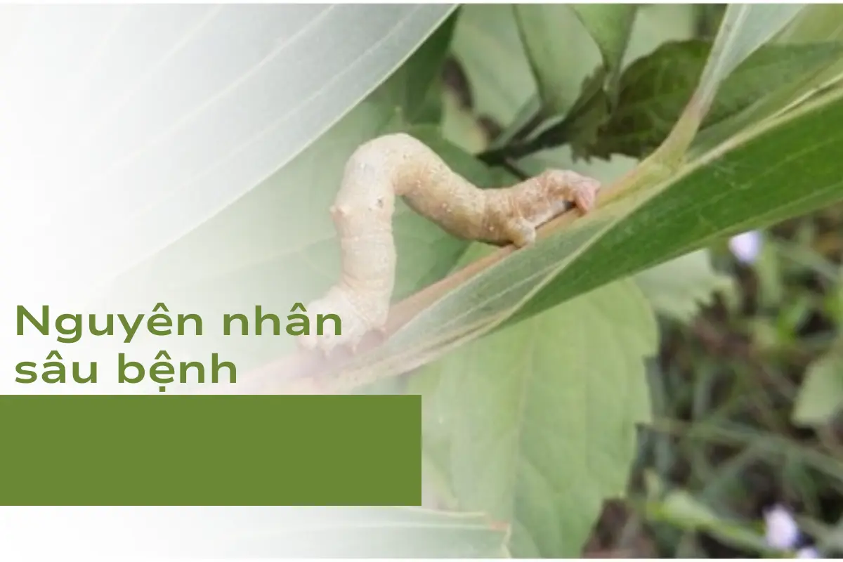 Sâu bệnh tấn công làm giảm sức đề kháng của cây