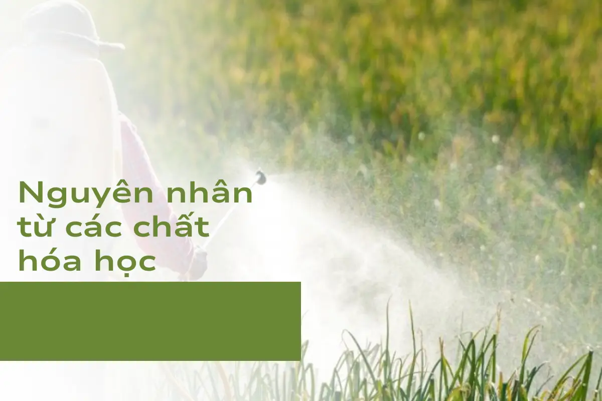 Phân bón và thuốc trừ sâu, diệt cỏ không dùng đúng cách cũng có thể khiến cây bị sốc