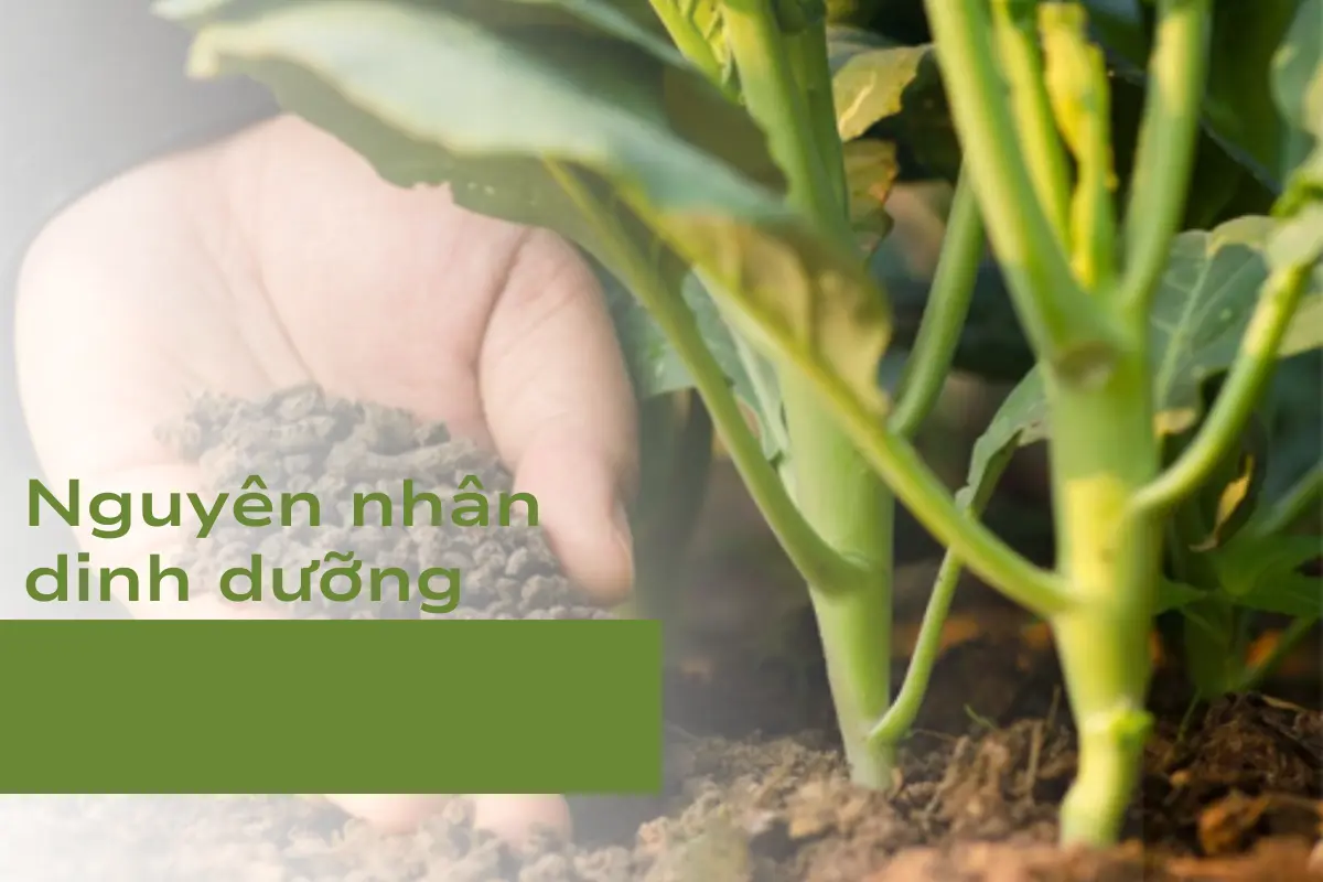 Thiếu hụt hoặc thừa dinh dưỡng cũng là nguyên nhân gây nguy hiểm cho cây