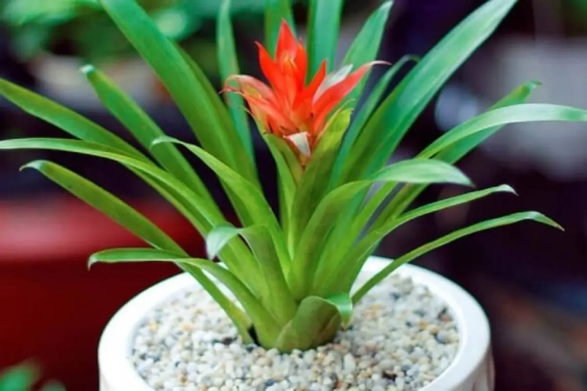 Cây cảnh phong thủy theo tuổi