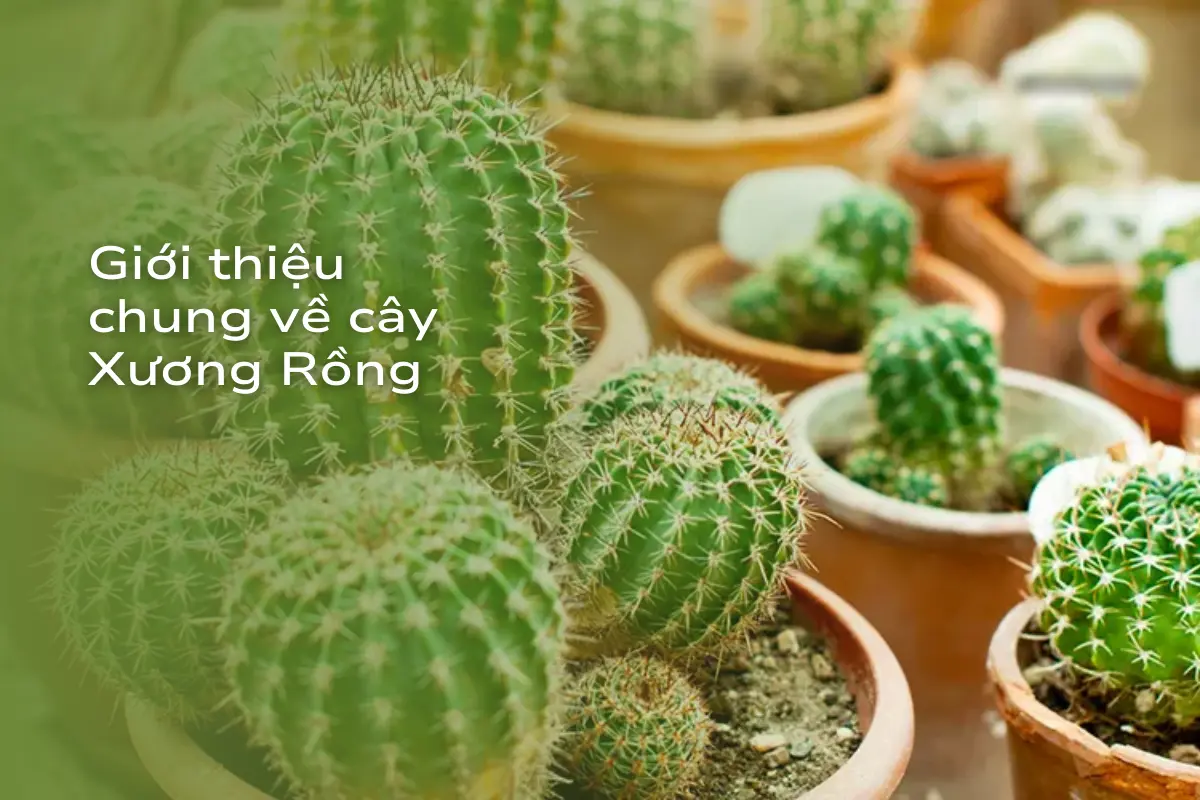 cây xương rồng