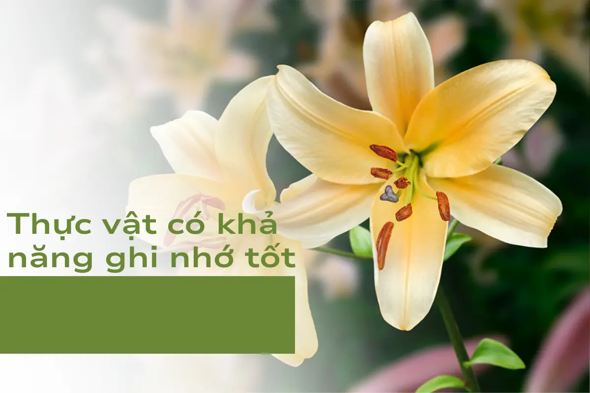 Thí nghiệm với khả năng ghi nhớ của thực vật