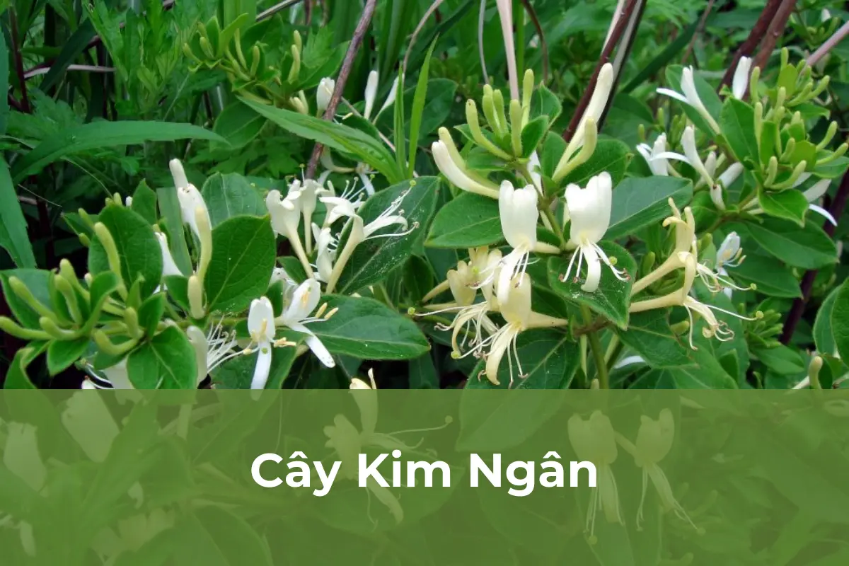 Cây cảnh thanh lọc không khí số 1: Cây Kim Ngân