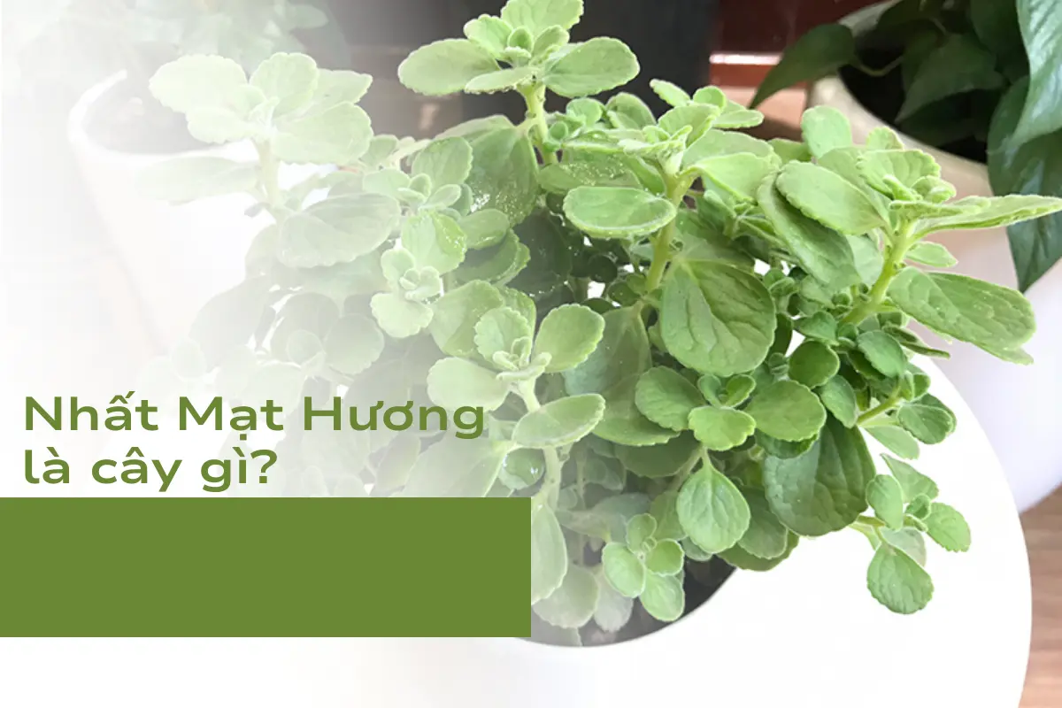 Nhất Mạt Hương là cây gì?