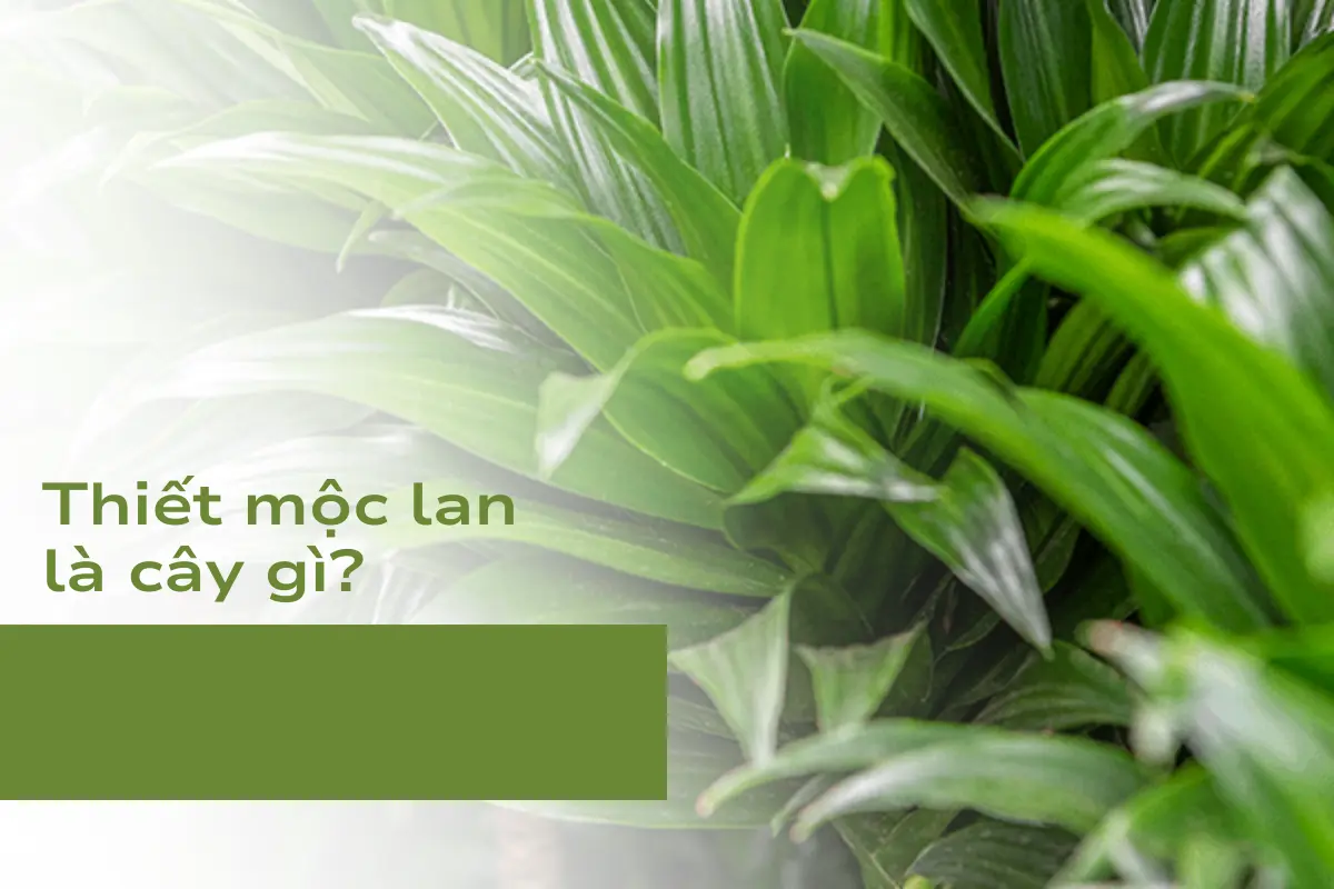 Thiết Mộc Lan là cây gì?
