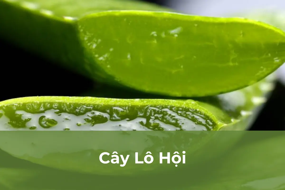 Cây Lô Hội - Cây cảnh chữa bệnh quen thuộc
