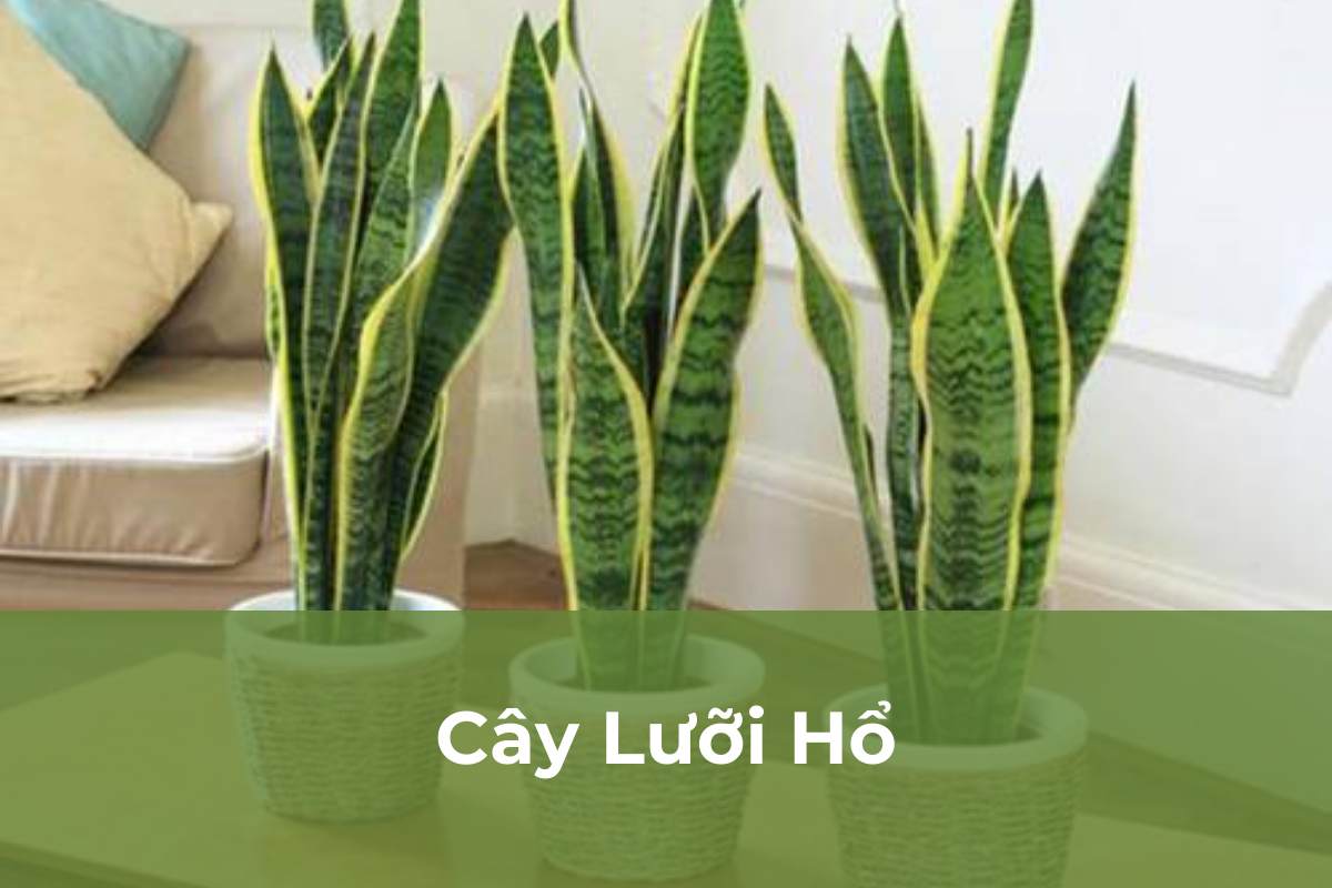 Cây Lưỡi Hổ - Cây cảnh dễ chăm sóc