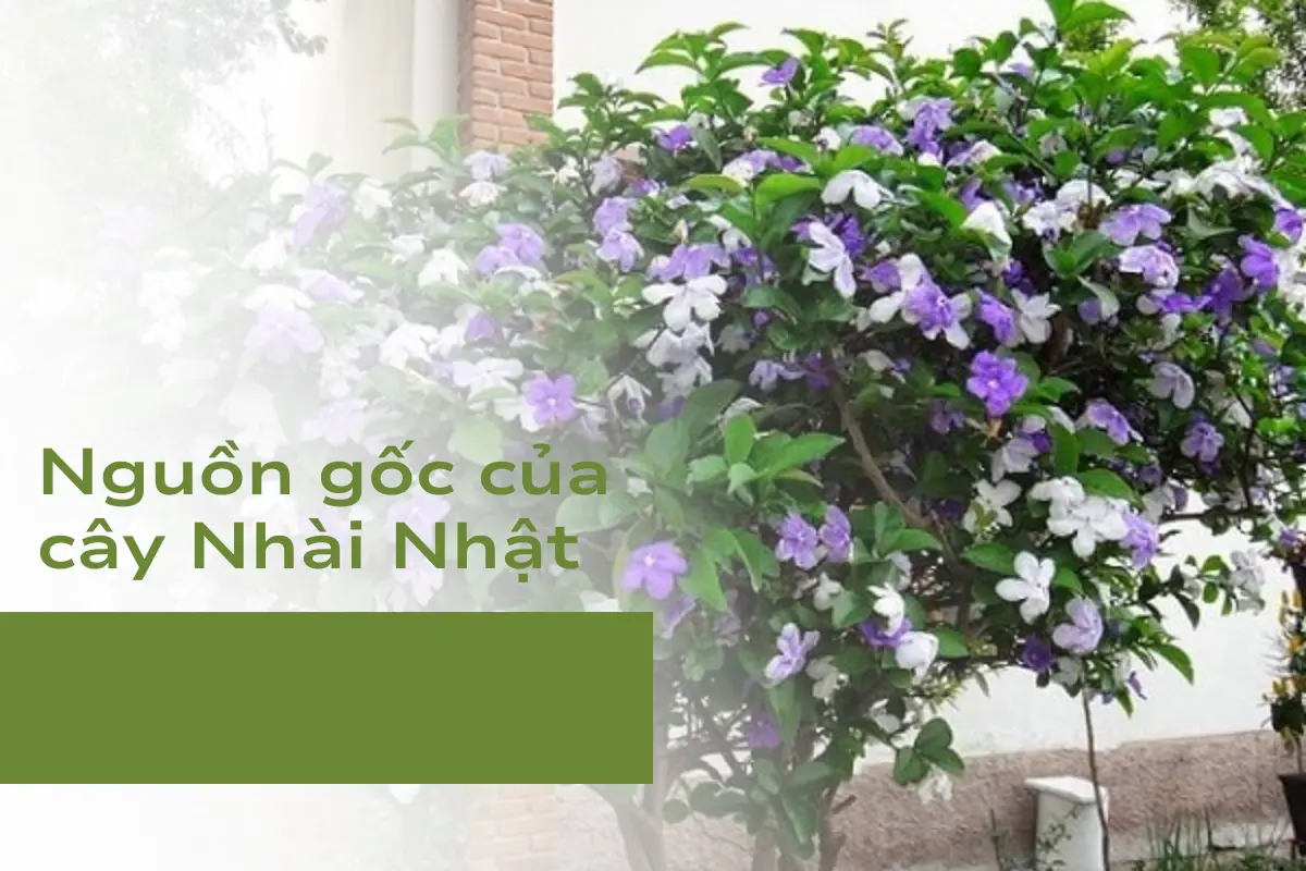 Nguồn gốc của cây Nhài Nhật