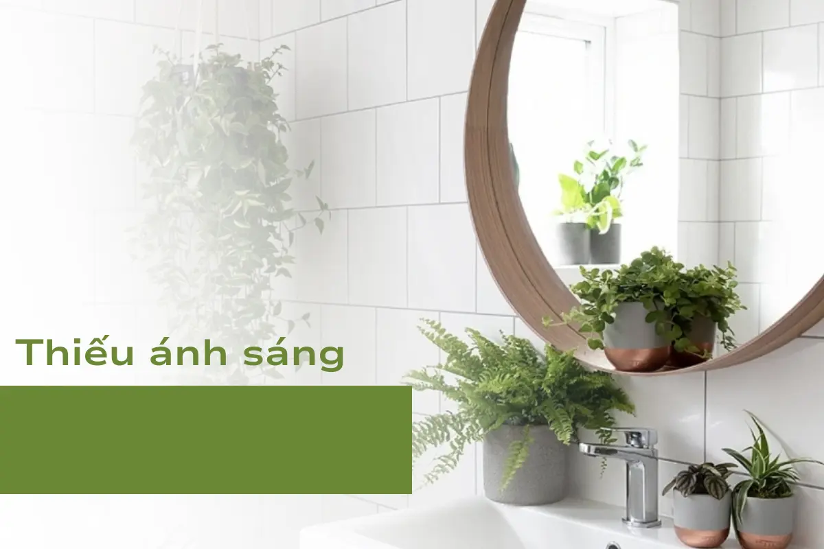 Thiếu ánh sáng - Lí do nhà tắm là vị trí không nên trồng cây