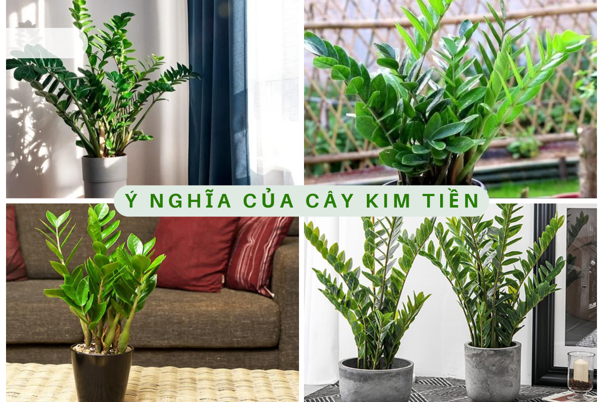 Cây Kim Tiền