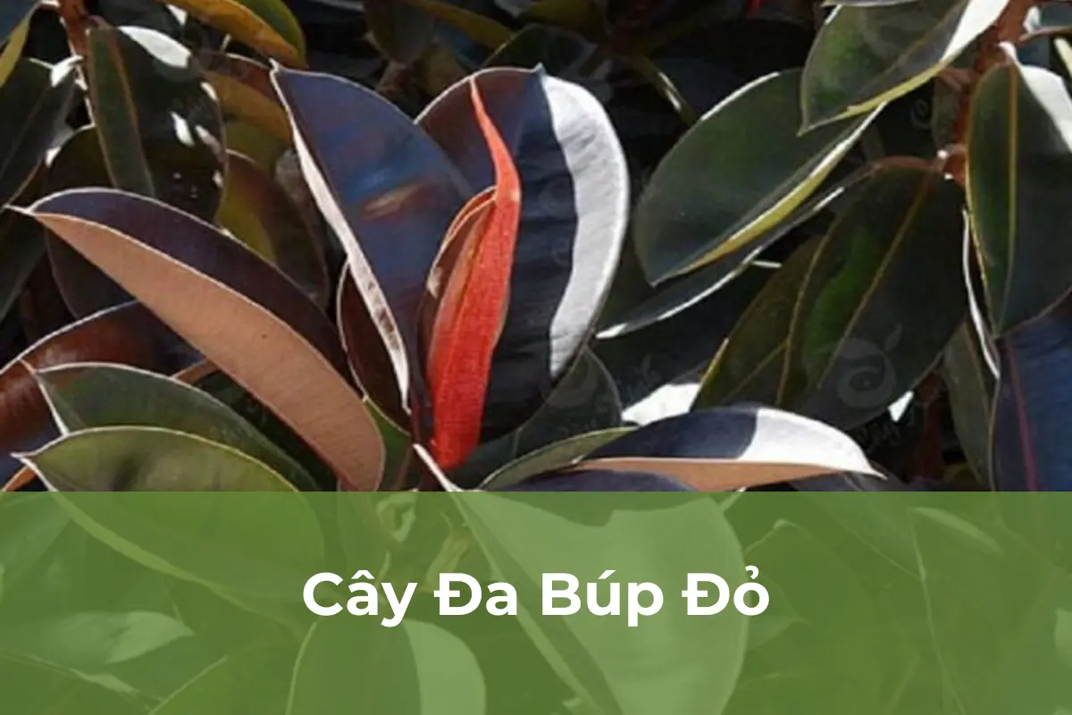 Cây Đa Búp Đỏ