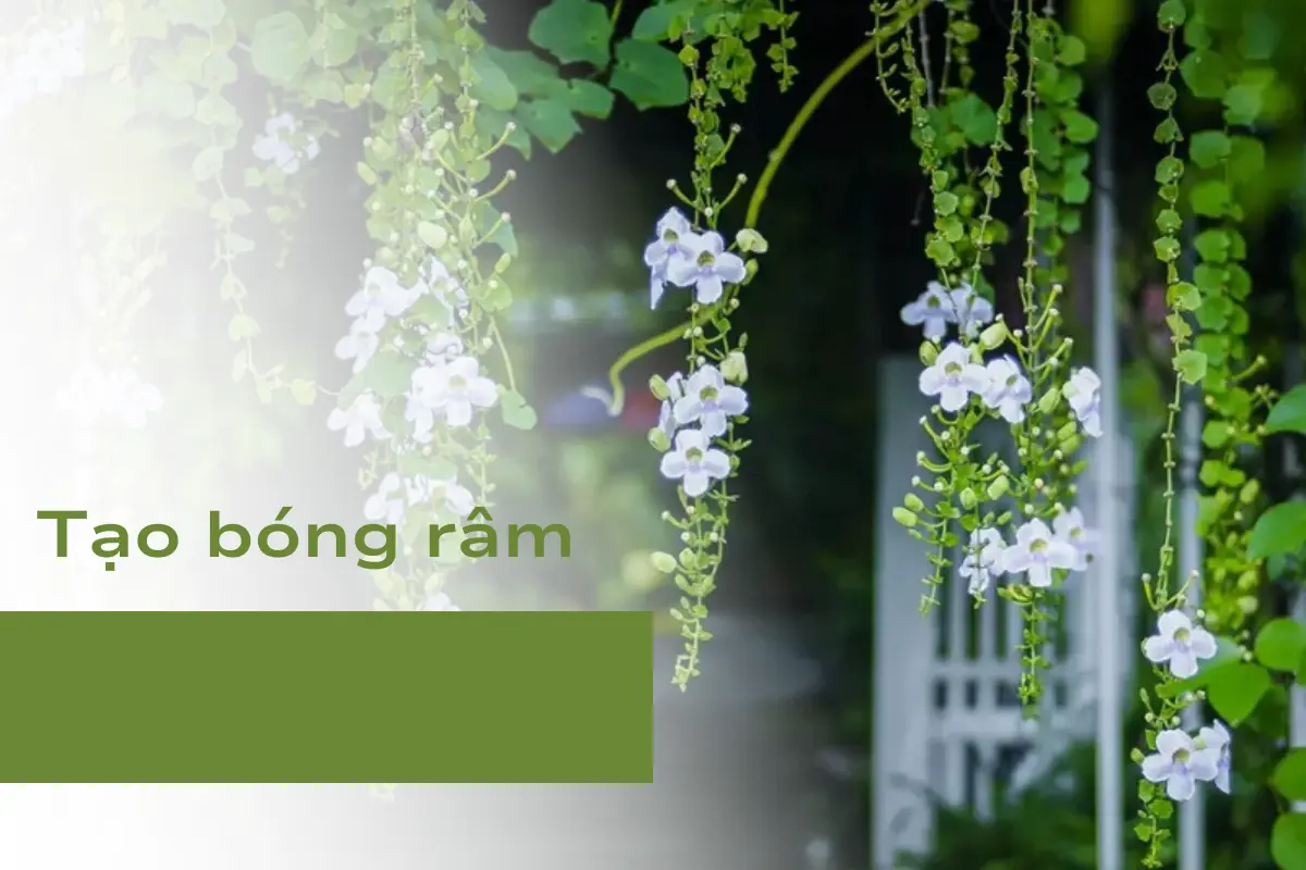 Cây dây leo có khả năng tạo bóng râm tốt