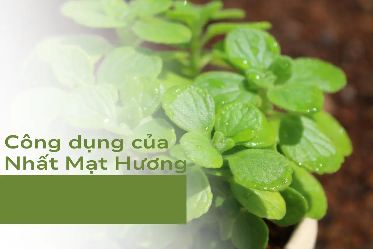 Công dụng chính của cây cảnh làm thực phẩm
