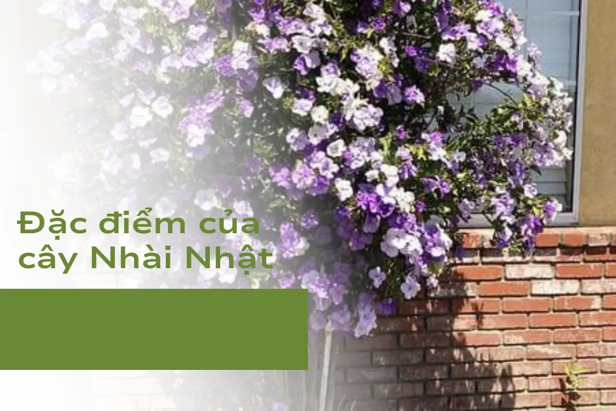Đặc điểm của cây Nhài Nhật