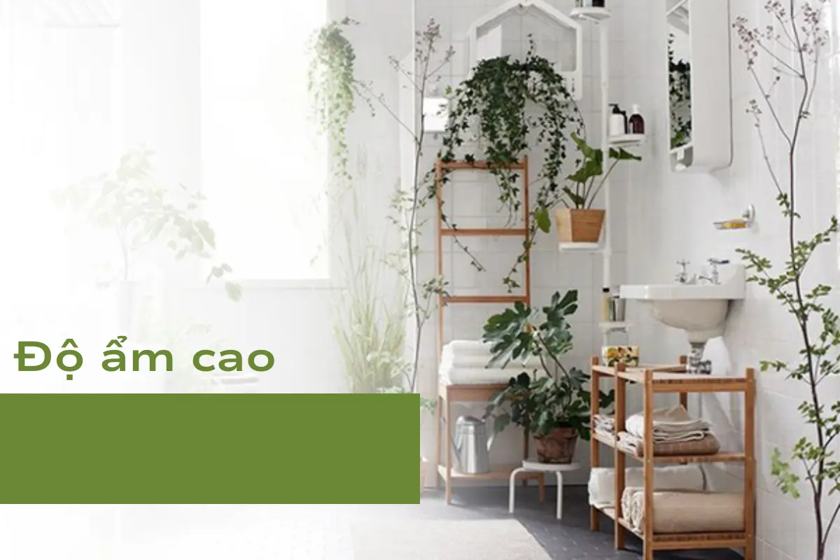Độ ẩm cao - Lí do nhà tắm là vị trí không nên trồng cây