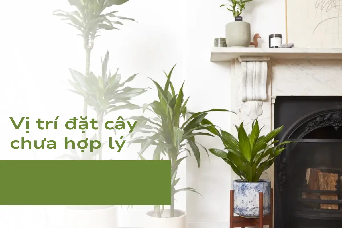 Vị trí đặt cây chưa hợp lý - Nguyên nhân đầu tiên khiến Thiết Mộc Lan vàng lá