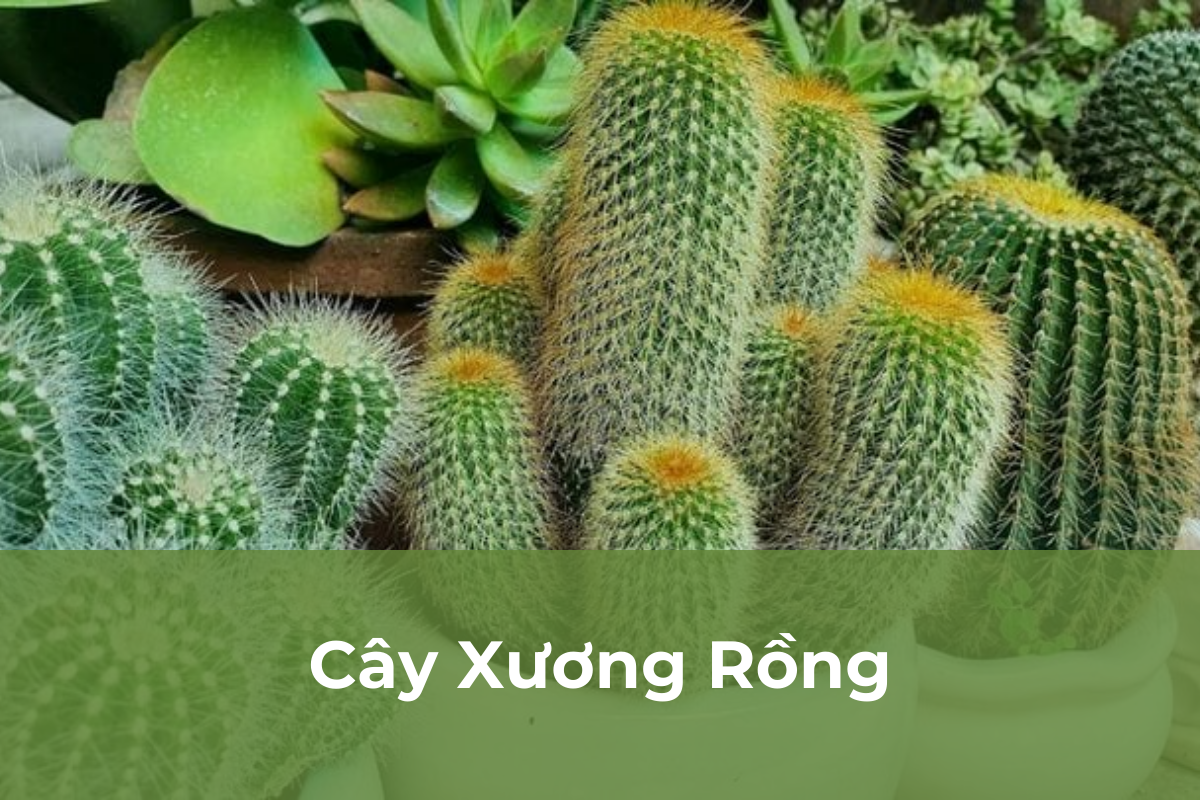 Cây Xương Rồng - Cây cảnh dễ chăm sóc