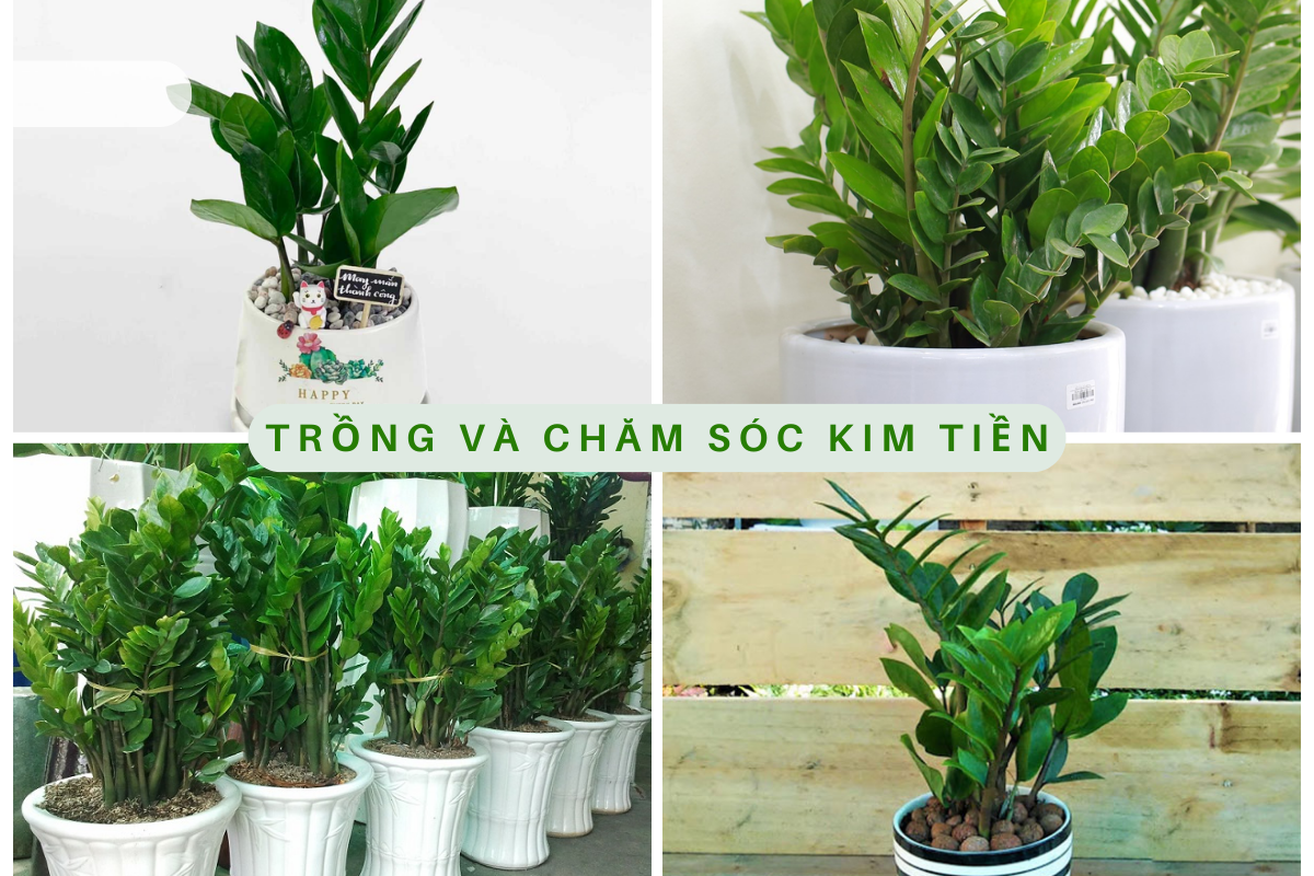 Cây Kim Tiền