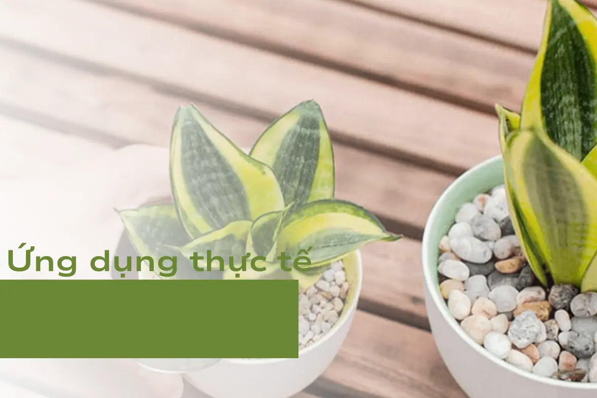 Am-nhac-anh-huong-the-nao-den-qua-trinh-phat-trien-cua-cay-canh