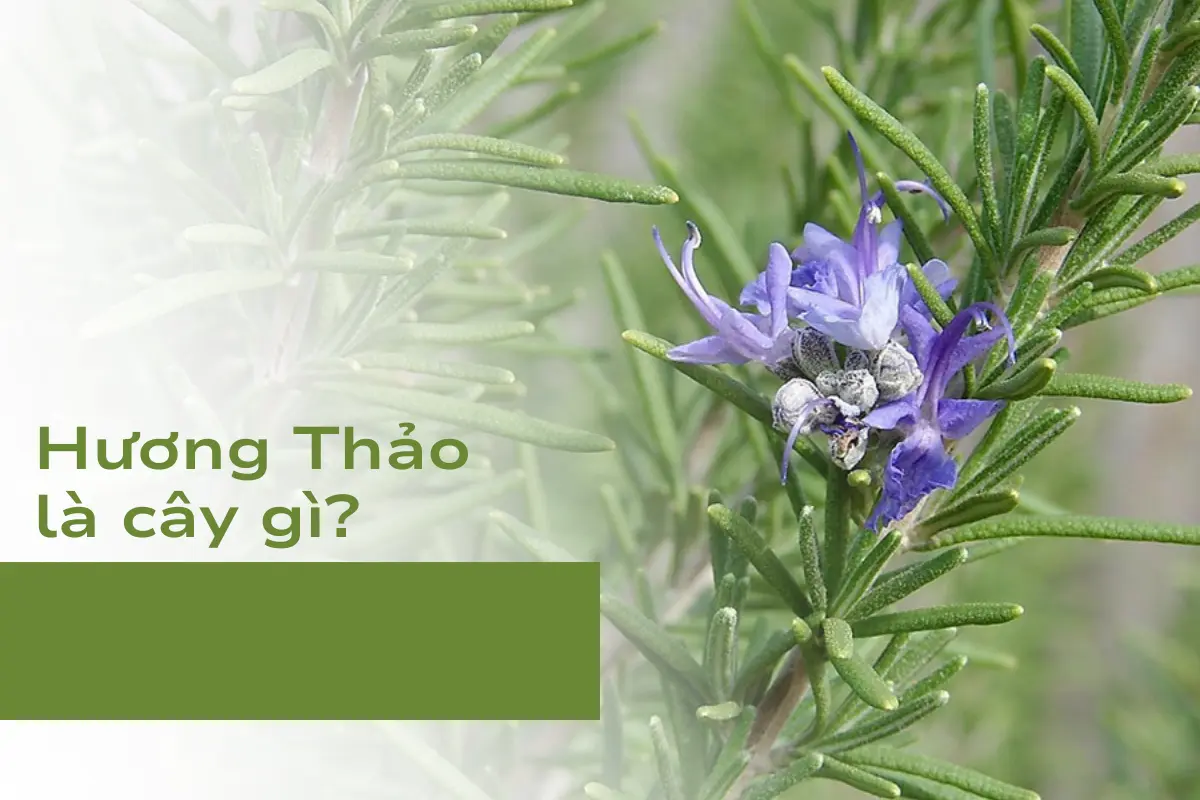 Cây Hương Thảo là cây gì?