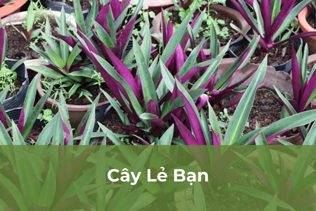 Cây Lẻ Bạn - Cây cảnh chữa bệnh quen thuộc